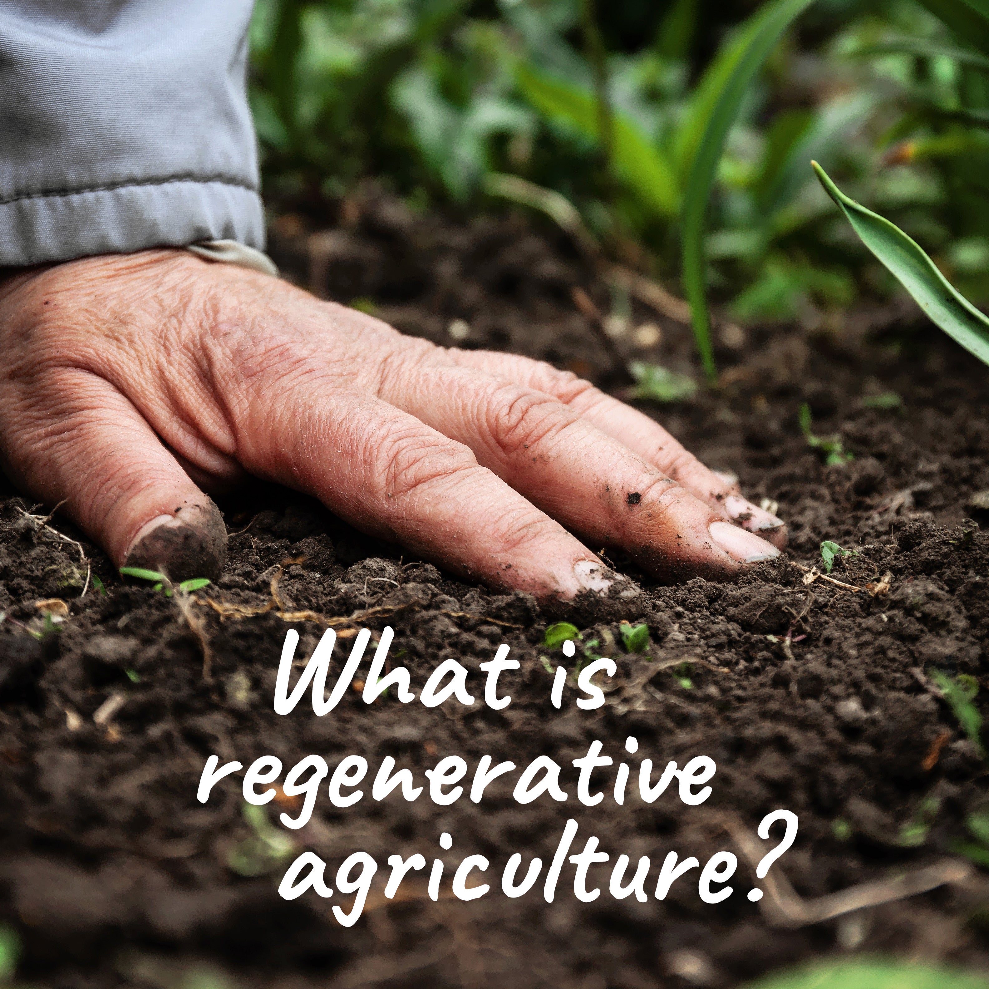 Hand in soil with text 'What is regenerative agriculture?'