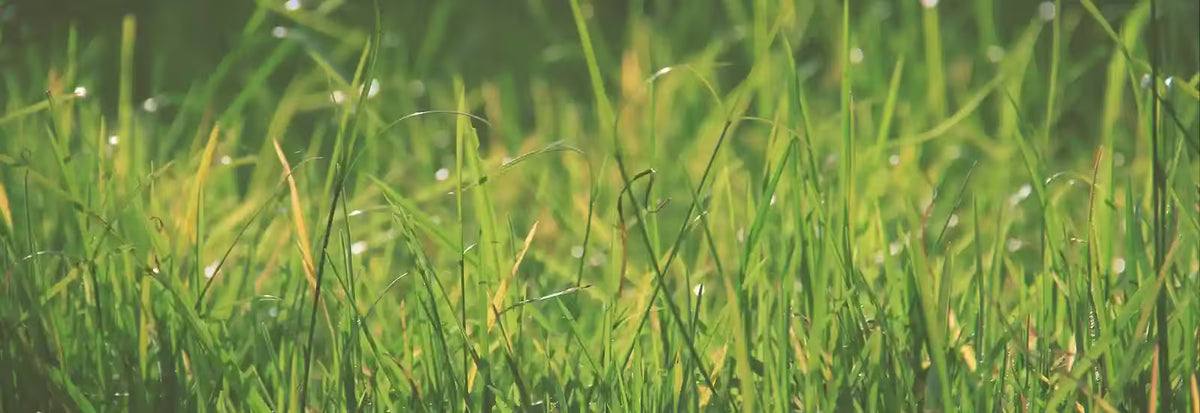 Close-up of lush green grass in a sunny field