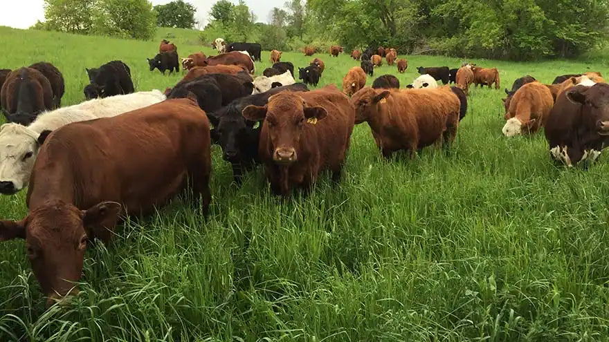 several dozen cattle in a field of lush deep grass