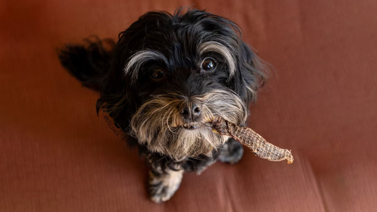 Small black and brown dog holding a treat on a brown background
