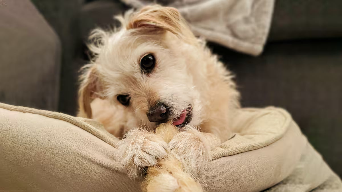 Small dog eating a hairy beef hide roll
