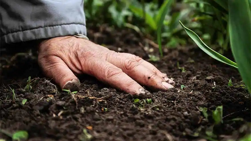 an older person's hand touching rich healthy soil