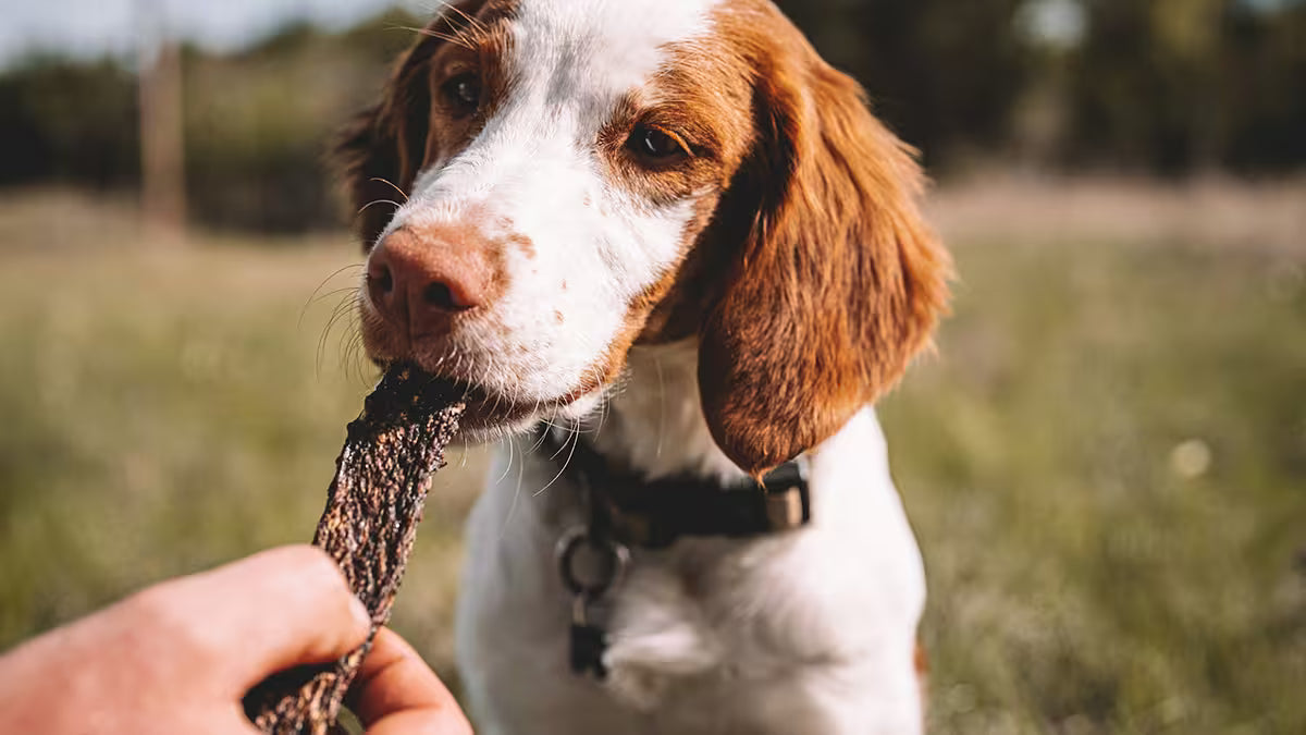A close-up lifestyle shot of a brown and white dog outdoors, taking a pork heart treat strip from a person’s hand