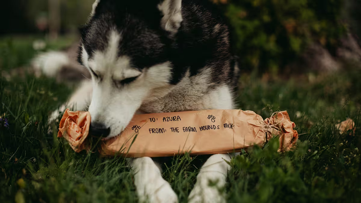 A husky dog lying on grass outdoors, sniffing a package that says 'to: Azura from: the Farm Hounds pack’ with small paw prints.