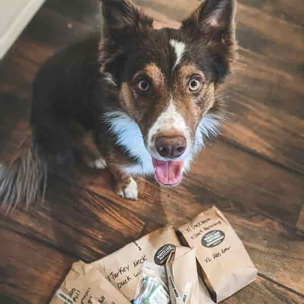 border collie eagerly sitting next to a selection of chews