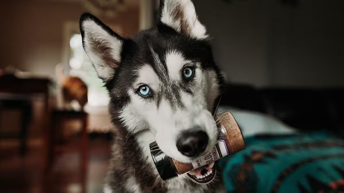 A close-up of a Siberian husky dog with blue eyes holding a bottle of Farm Hounds beef blood sprinkles in its mouth, set against a blurred indoor background.